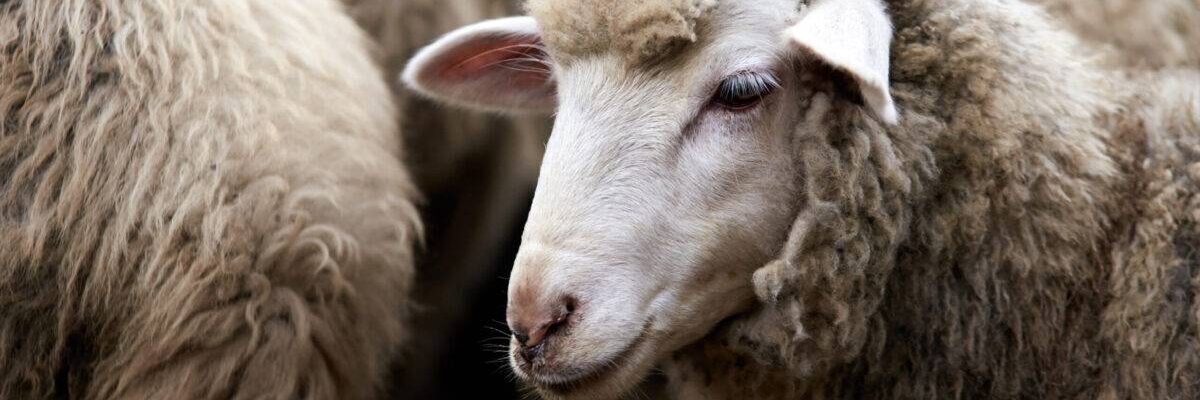 Sad muzzle sheep livestock. Group wool agriculture meadow animal.