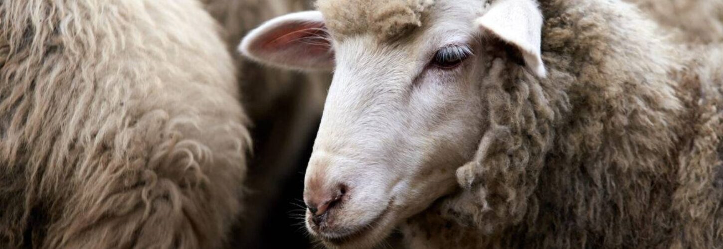 Sad muzzle sheep livestock. Group wool agriculture meadow animal.